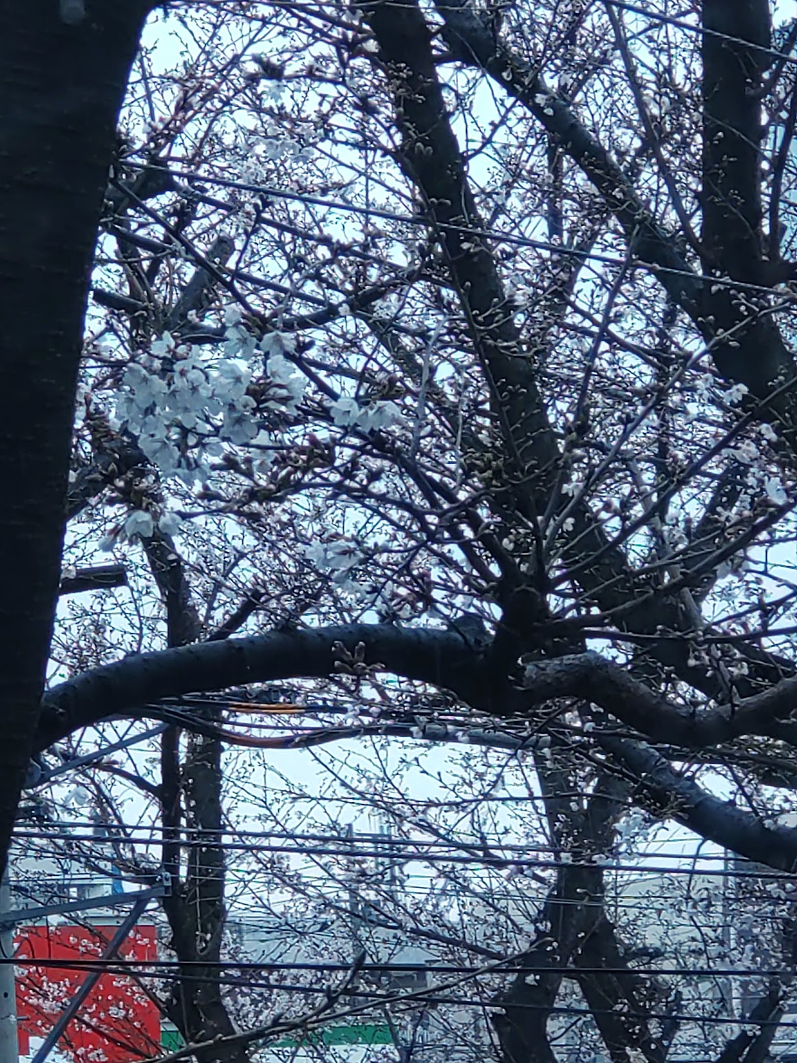 事務所の窓からさくら情報＆近況報告のイメージ